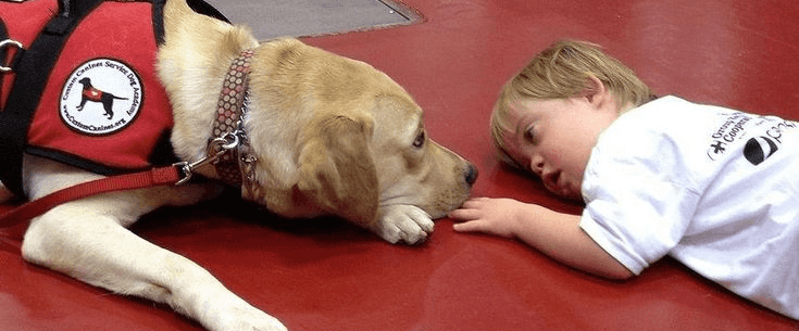 Imagem Terapia Assistida por Animais